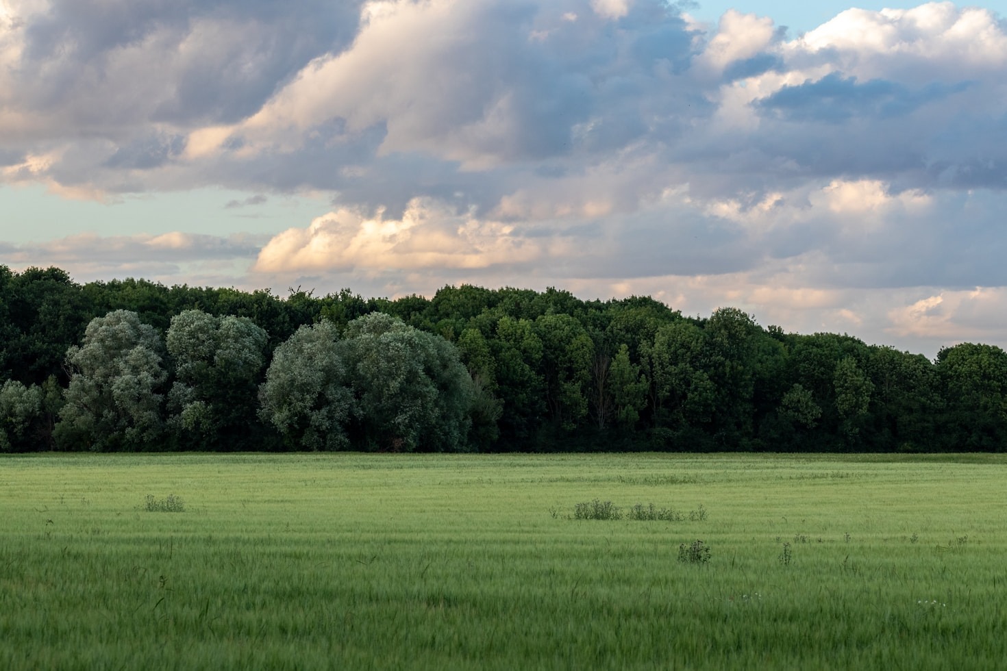 Understanding the Importance of Wetlands in Ecosystems